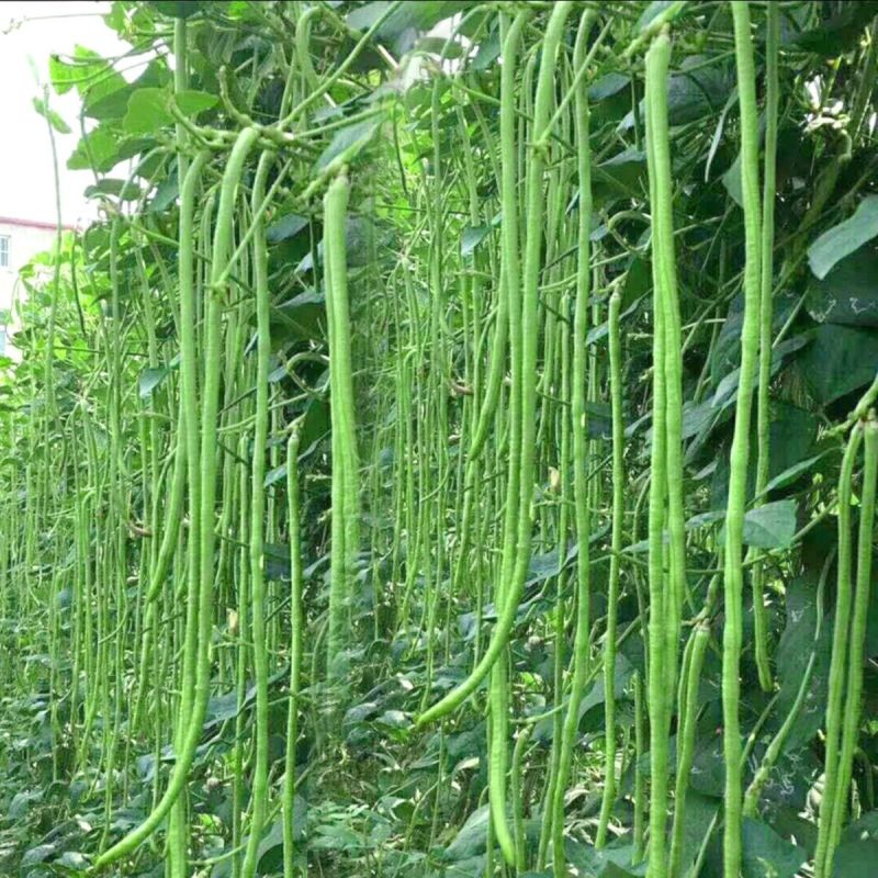 压塌架天豇888早熟豇豆种子长豆角种籽高产不鼓籽无鼠尾