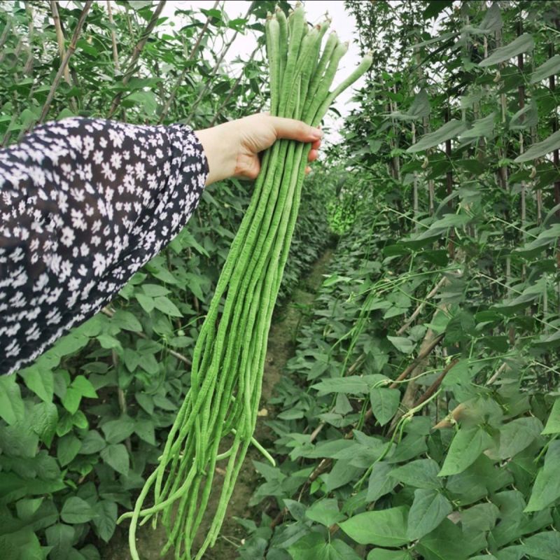 压塌架天豇888早熟豇豆种子长豆角种籽高产不鼓籽无鼠尾