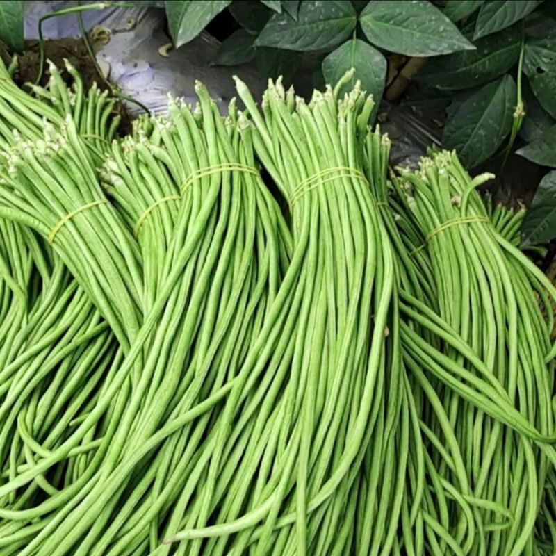 绿冠长龙耐热豇豆角长豆角种子白花早中熟厚肉青绿条耐寒春夏