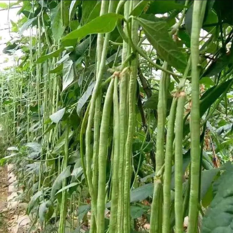 绿冠长龙耐热豇豆角长豆角种子白花早中熟厚肉青绿条耐寒春夏