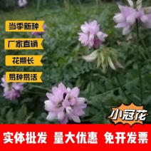 小冠花厂家货源批发价格全国发货价格便宜欢迎下单咨询