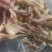 鹿茸菇干货鹿茸菇欢迎选购！量大从优！