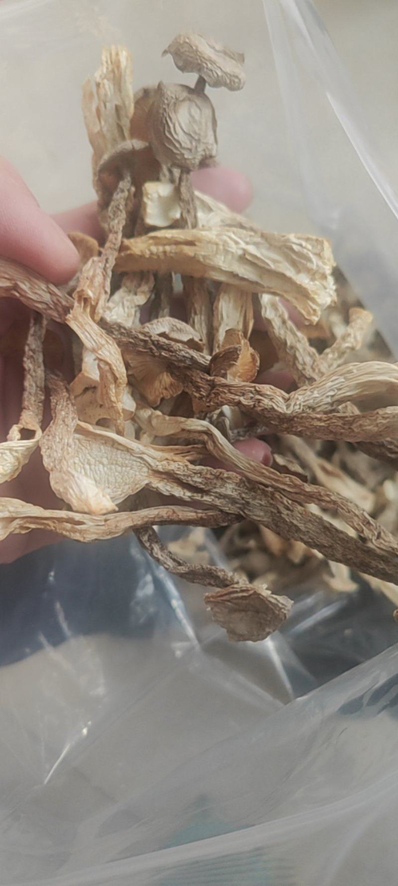 鹿茸菇干货鹿茸菇欢迎选购！量大从优！