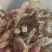鹿茸菇干货鹿茸菇欢迎选购！量大从优！