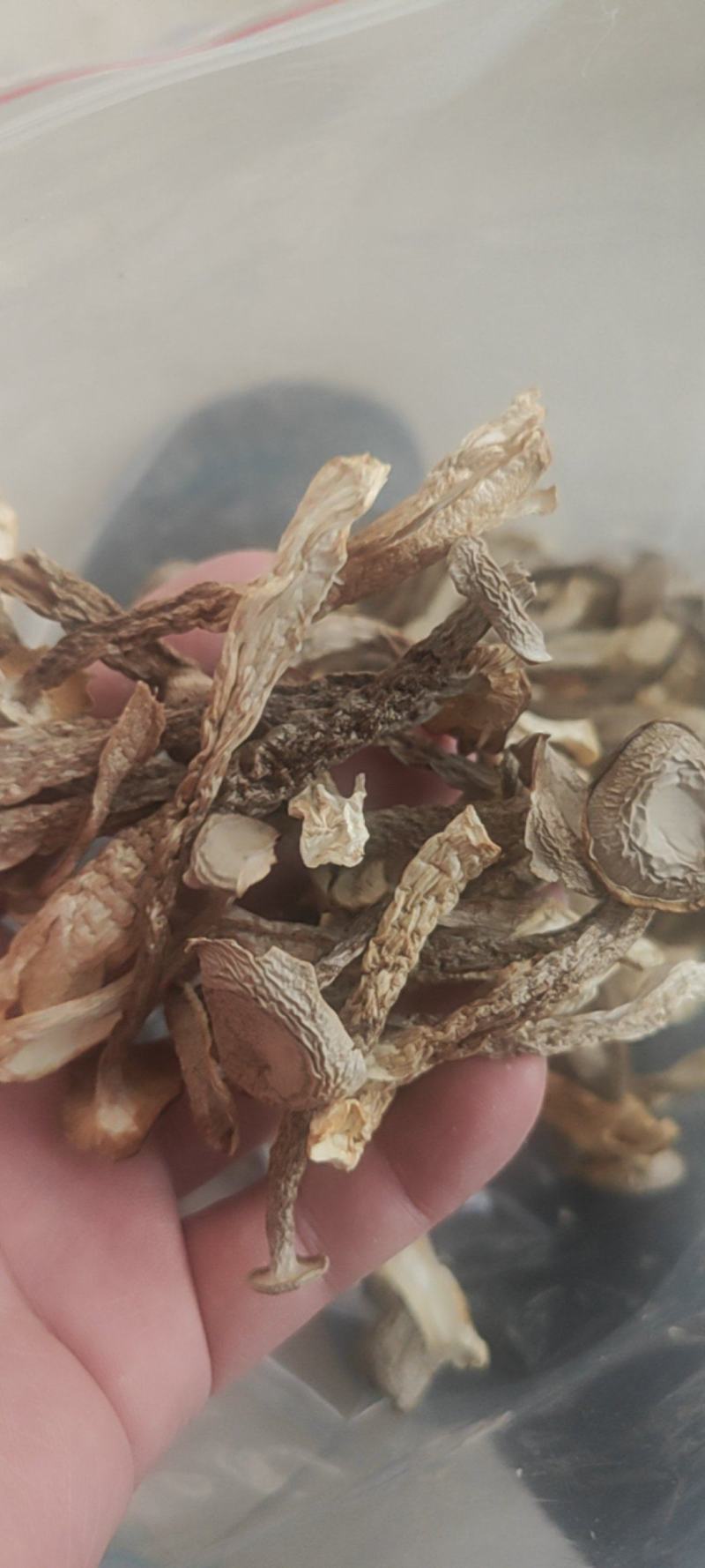 鹿茸菇干货鹿茸菇欢迎选购！量大从优！