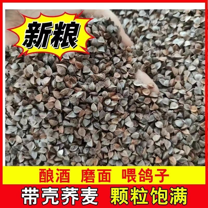 带壳荞麦散装原粮酿酒赛鸽信鸽观赏鸽仓鼠粮鹦鹉鸟食专用