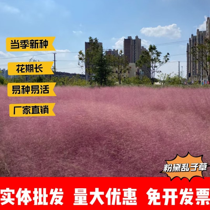 粉黛乱子草厂家货源批发价格全国发货价格便宜欢迎下单咨询
