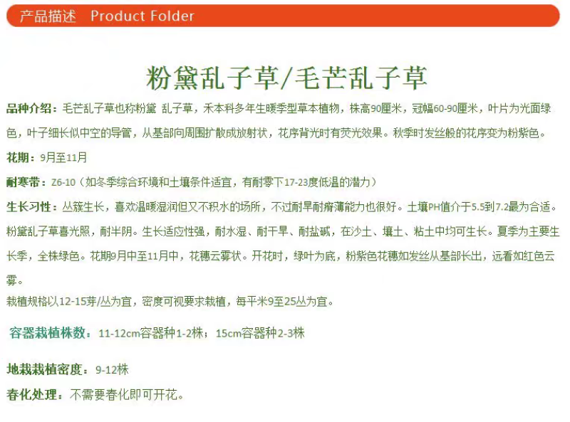 粉黛乱子草厂家货源批发价格全国发货价格便宜欢迎下单咨询