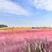 粉黛乱子草厂家货源批发价格全国发货价格便宜欢迎下单咨询