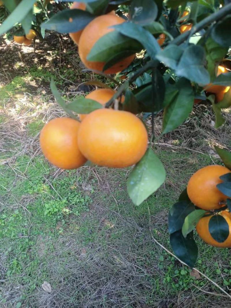 广西上林县优质沃柑大量上市。