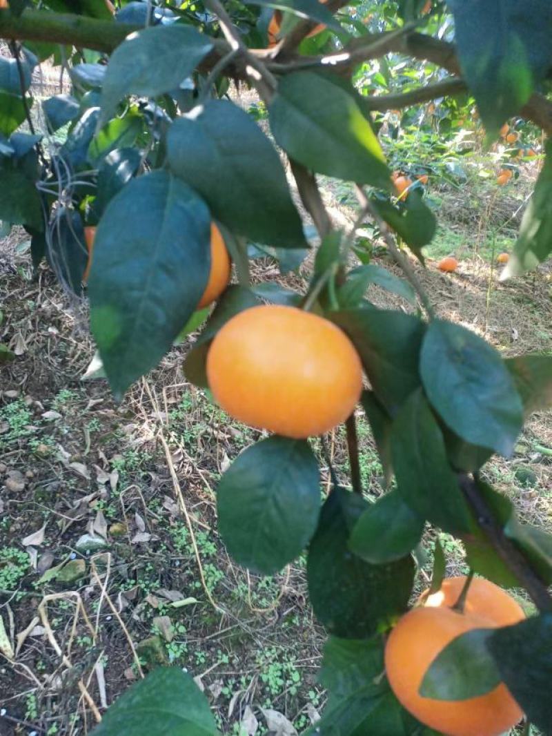 广西上林县优质沃柑大量上市。