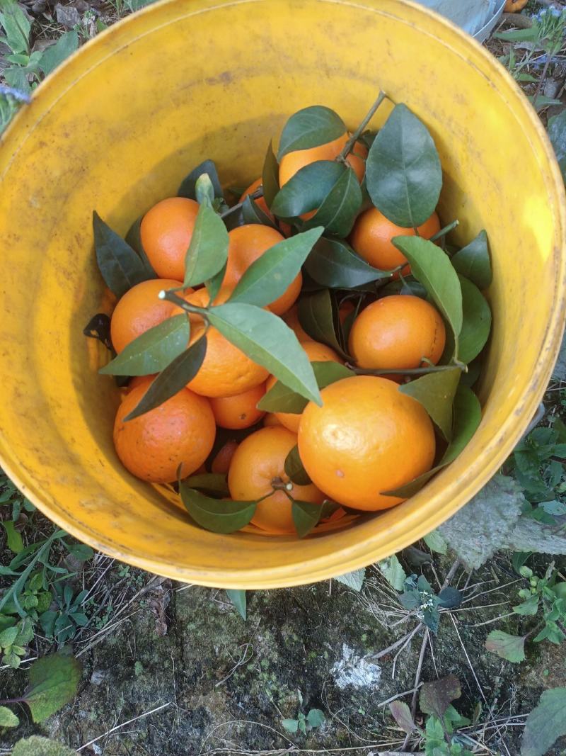 广西上林县优质沃柑大量上市。