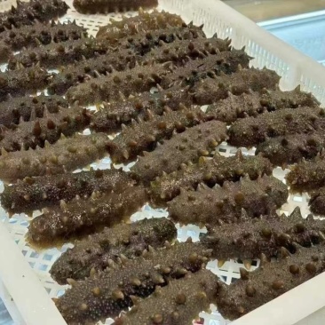 海参帝王参辽参酒店餐厅批发已泡发一斤3-5头即食海参