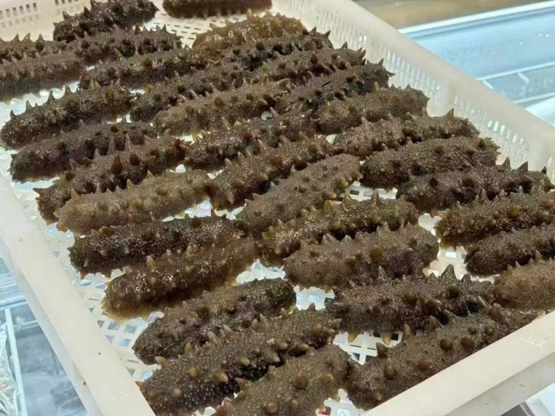 海参帝王参辽参酒店餐厅批发已泡发一斤3-5头即食海参