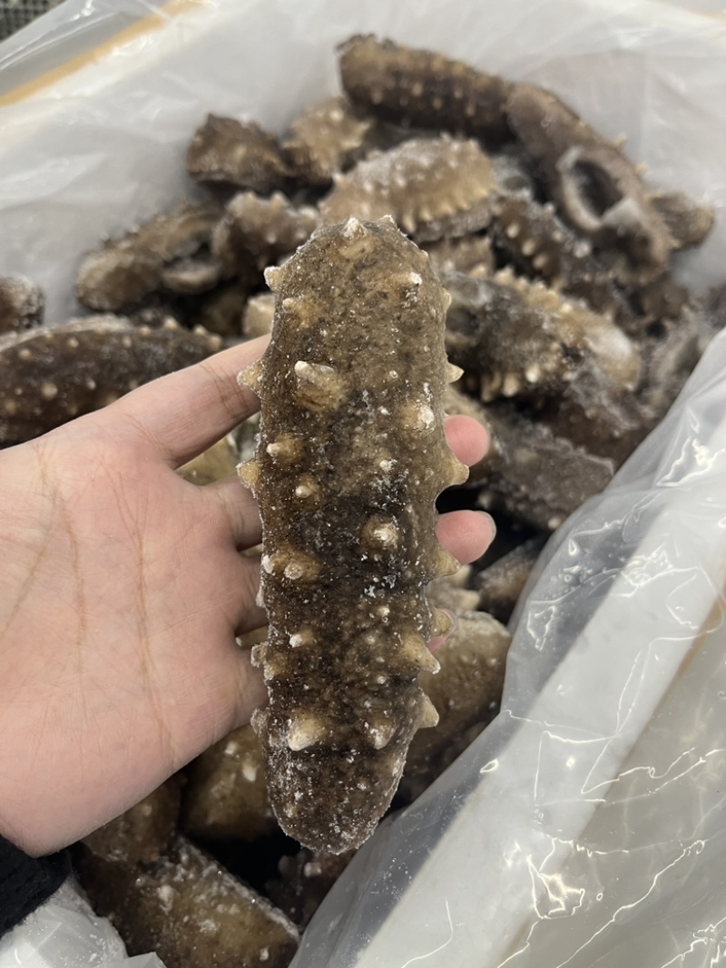 海参帝王参辽参酒店餐厅批发已泡发一斤3-5头即食海参