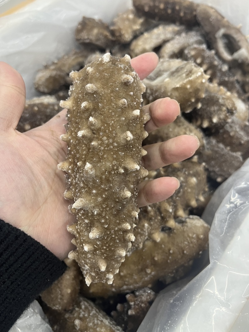 海参帝王参辽参酒店餐厅批发已泡发一斤3-5头即食海参