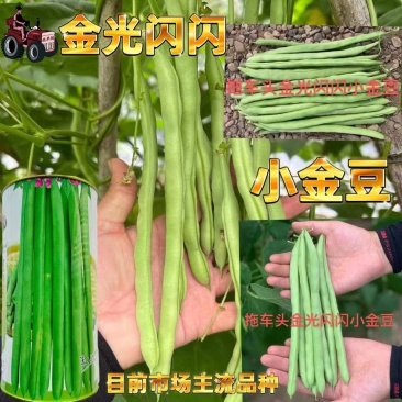 拖车头金光闪闪小金豆种子中早熟耐老化纤维少口感嫩基地四季