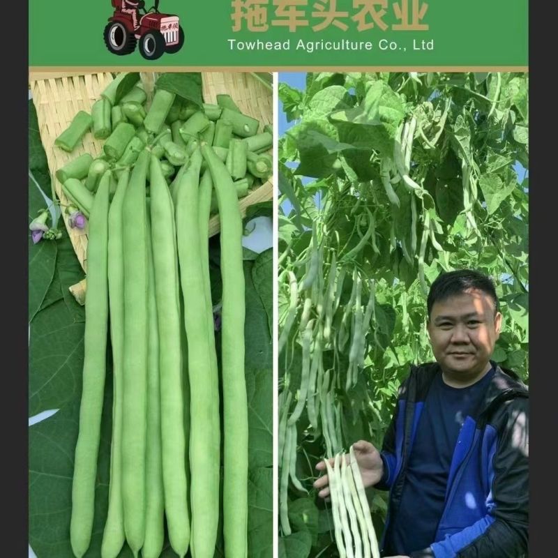 拖车头金光闪闪小金豆种子中早熟耐老化纤维少口感嫩基地四季