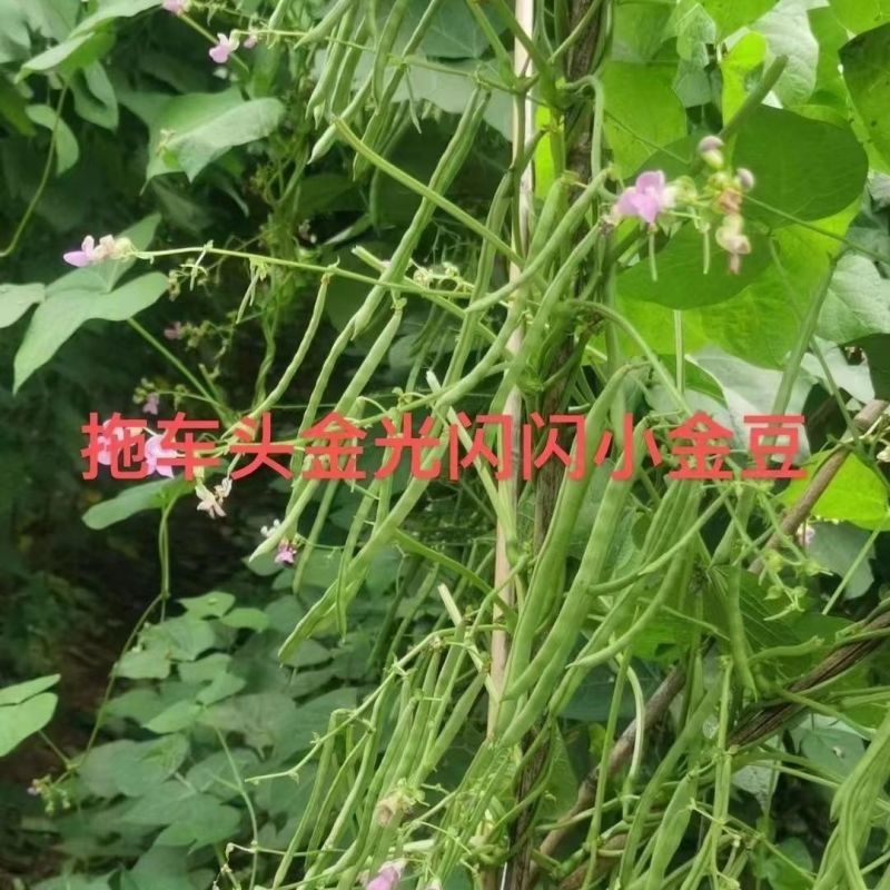 拖车头金光闪闪小金豆种子中早熟耐老化纤维少口感嫩基地四季