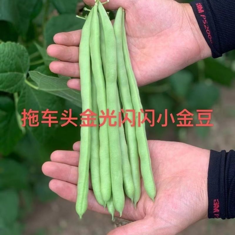 拖车头金光闪闪小金豆种子中早熟耐老化纤维少口感嫩基地四季