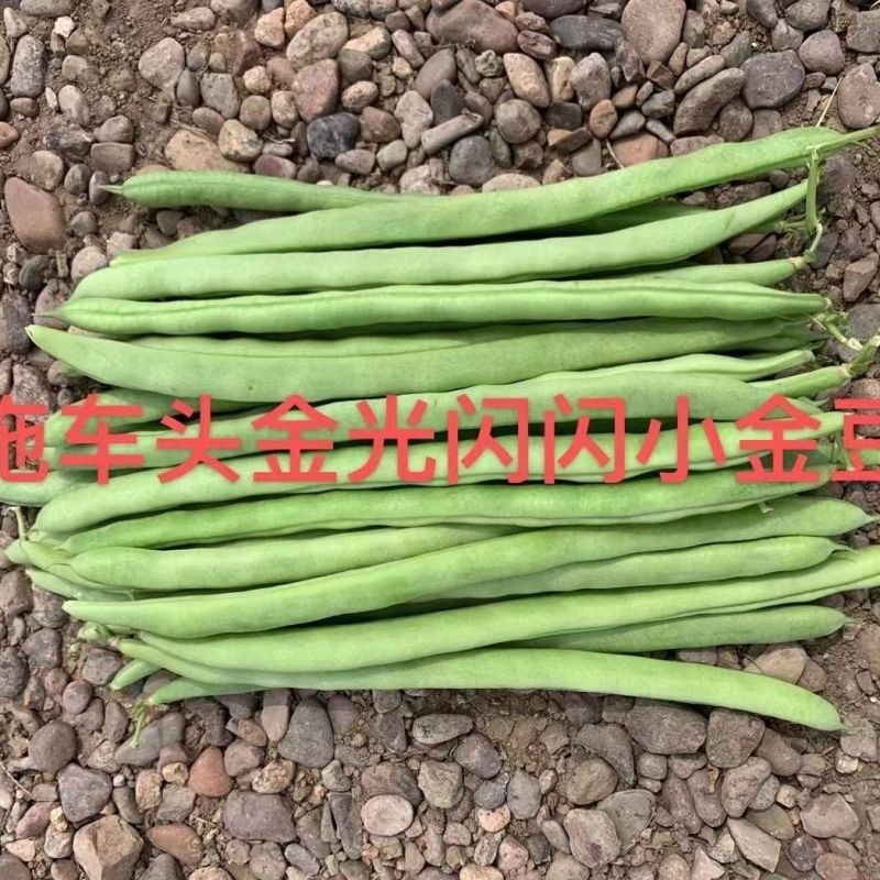 拖车头金光闪闪小金豆种子中早熟耐老化纤维少口感嫩基地四季