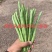 拖车头金光闪闪小金豆种子中早熟耐老化纤维少口感嫩基地四季