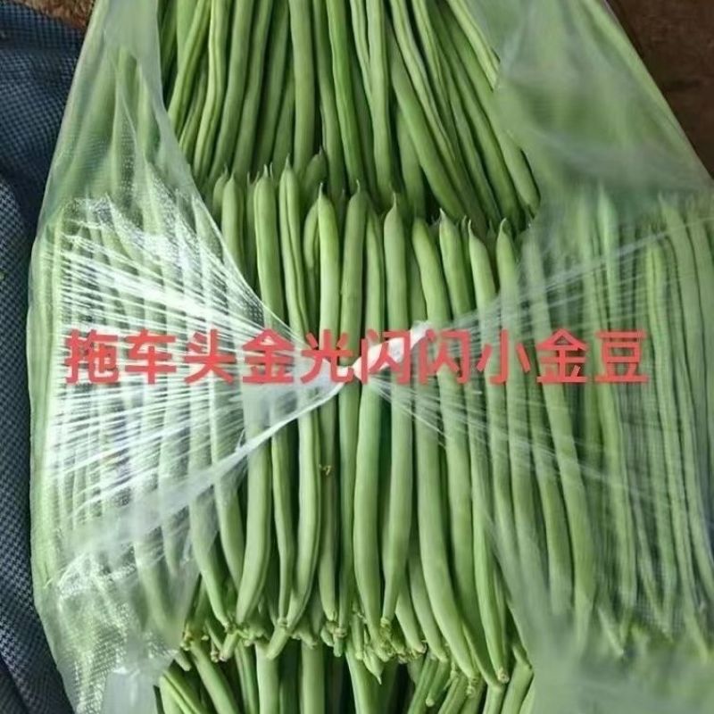拖车头金光闪闪小金豆种子中早熟耐老化纤维少口感嫩基地四季