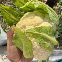 菜花随手拍