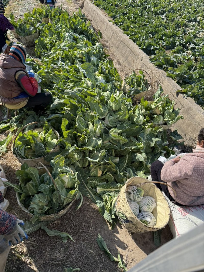 菜花随手拍