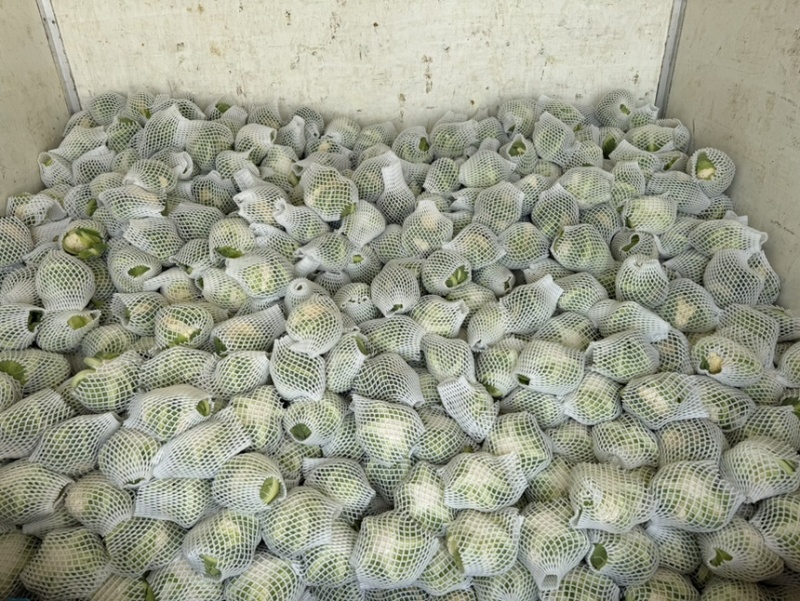 菜花随手拍