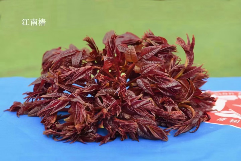 鸡冠红红油香椿树苗二年苗一年苗大量供应，品质纯正假一赔万