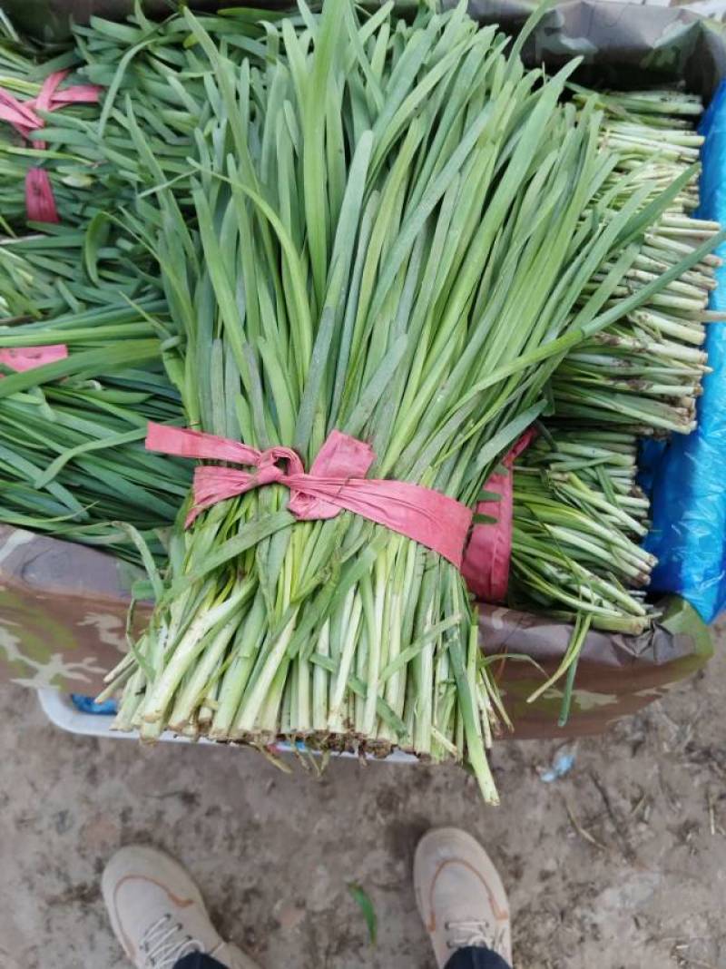 莘县新鲜韭菜，口感鲜美，营养丰富，欢迎选购！