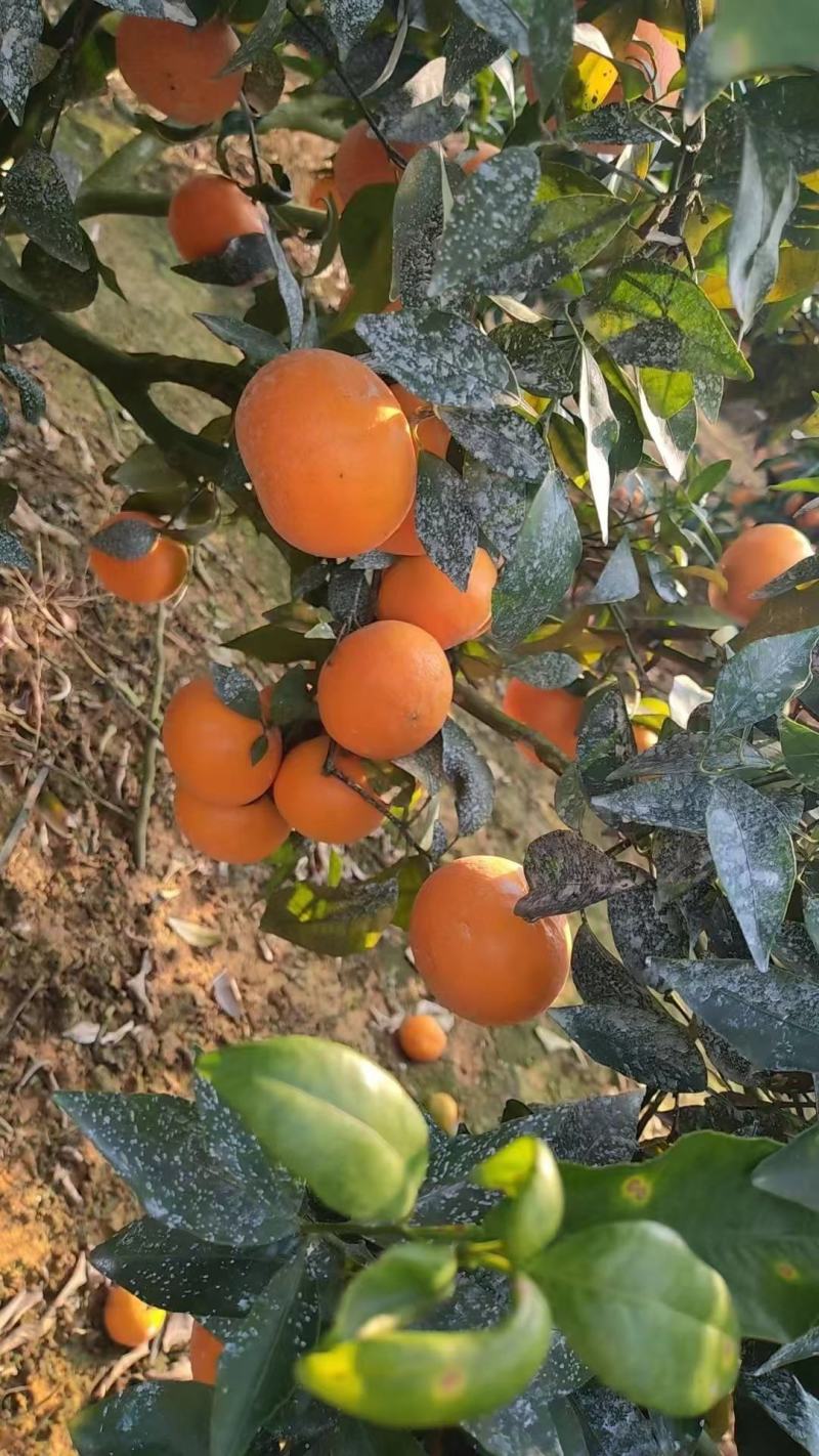 55到70电商货，沃柑不限量供应中，专治各种缺量质量保障