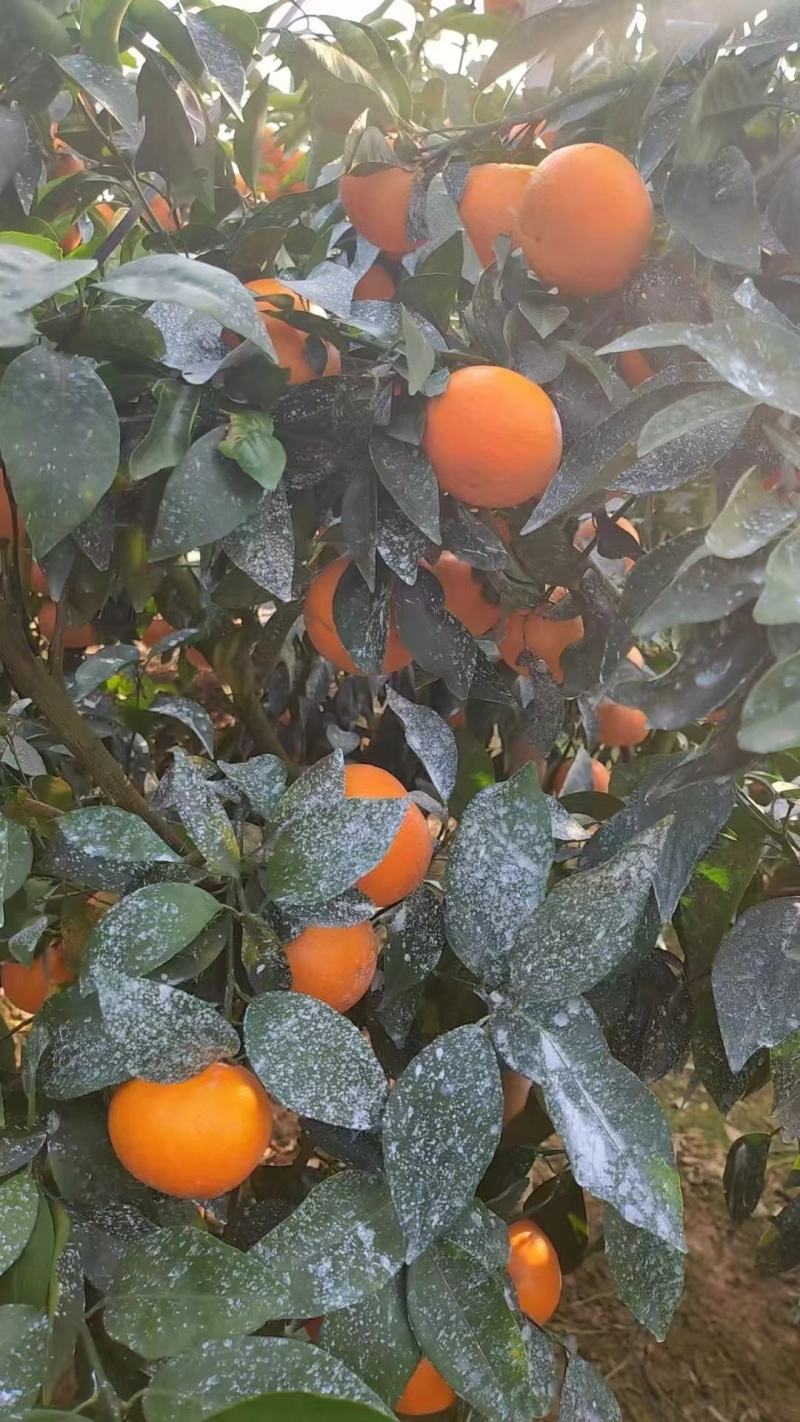 55到70电商货，沃柑不限量供应中，专治各种缺量质量保障