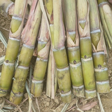 黄金甘蔗种苗适合南北方种植包技术指导