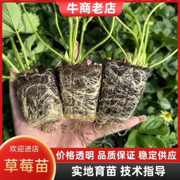 妙香七号草莓穴盘苗红颜穴盘草莓苗包成活假一赔十