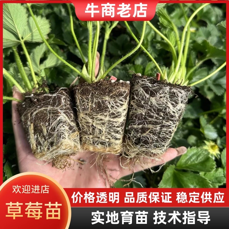 妙香七号草莓穴盘苗红颜穴盘草莓苗包成活假一赔十