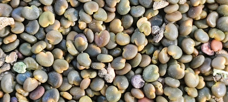 【优选】新疆沙苑子/量大优惠/保质保量/全国发货/欢迎咨