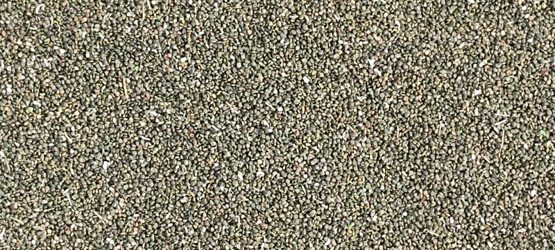 【优选】新疆沙苑子/量大优惠/保质保量/全国发货/欢迎咨