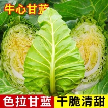 牛心甘蓝产地看货论价保质保量量大从优欢迎订购