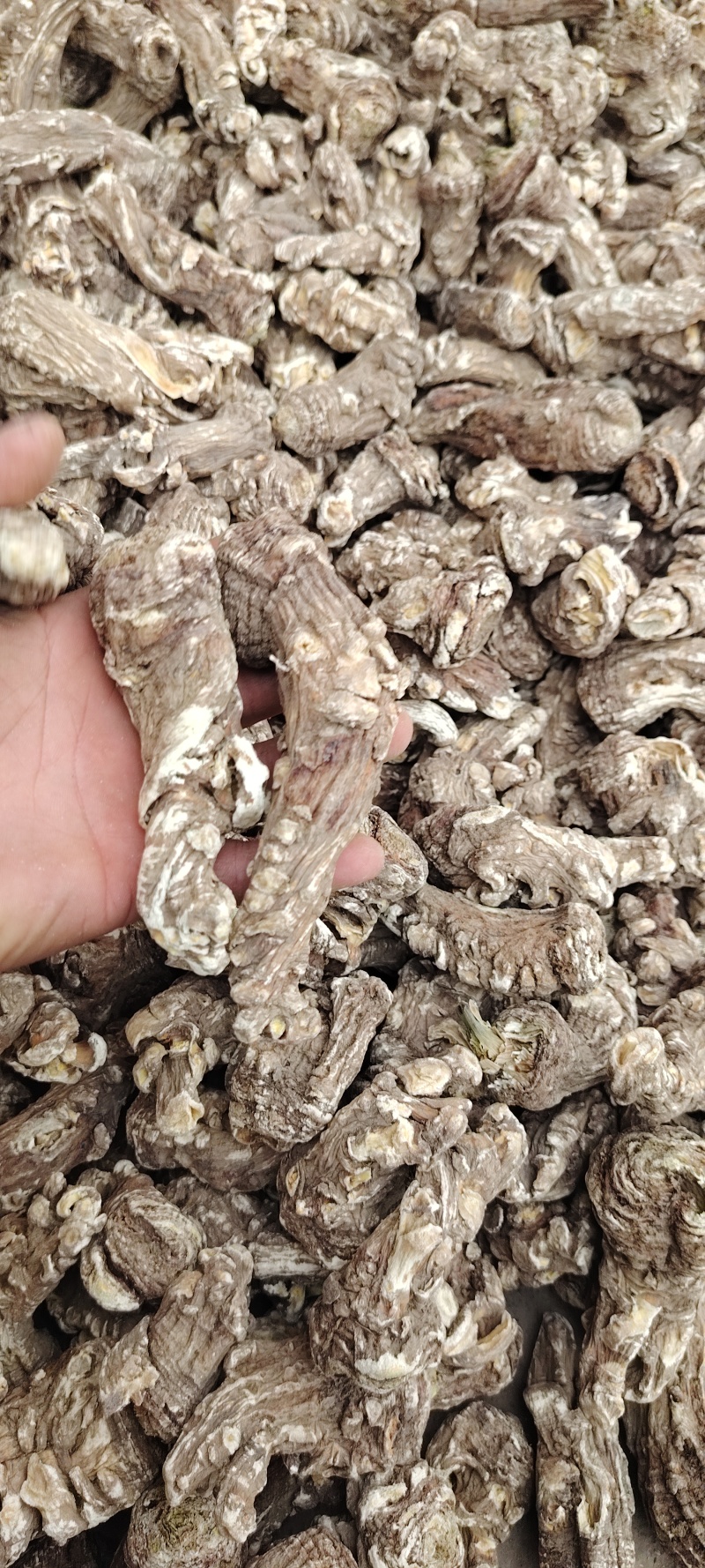 当归当归头各种规格产地直供量大从优全国发货