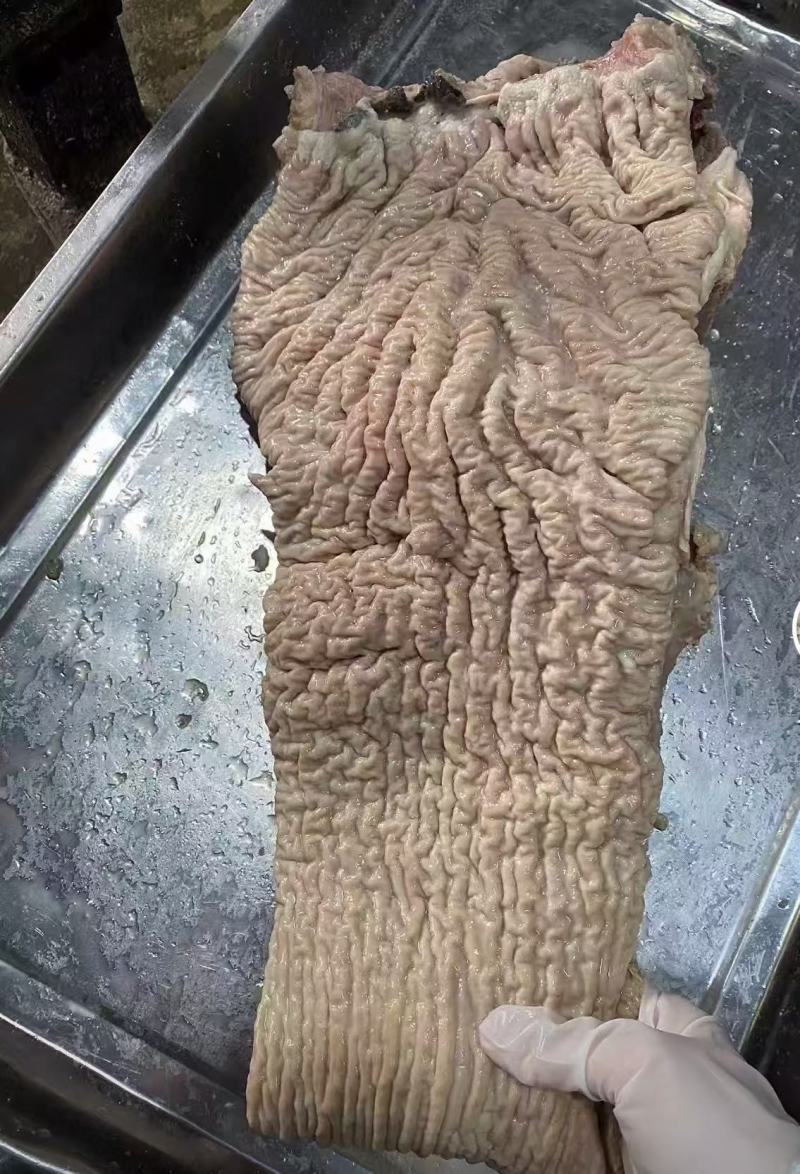 牛肠头大量供应，价格便宜，吨起聊价，可视频看货