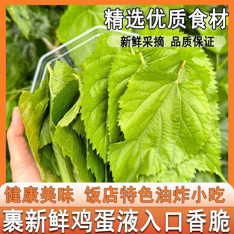新鲜翠叶现货现发手工无糖桑叶半成品餐饮家庭