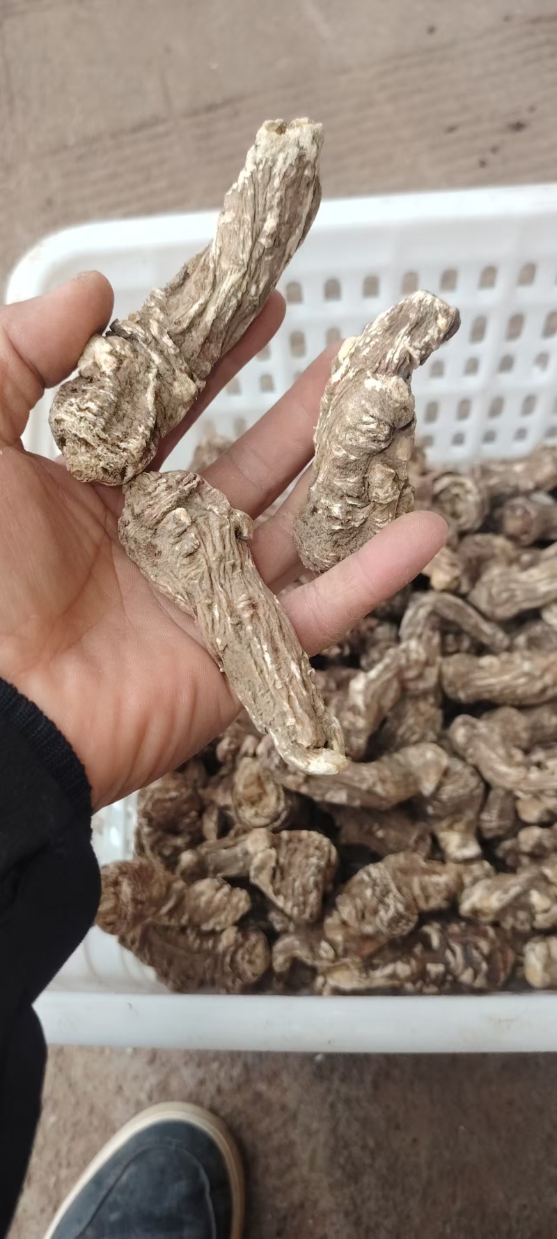 优质当归头当归产地直供一手货源无硫无熏染货真价实