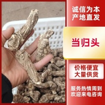 优质当归头当归产地直供一手货源无硫无熏染货真价实
