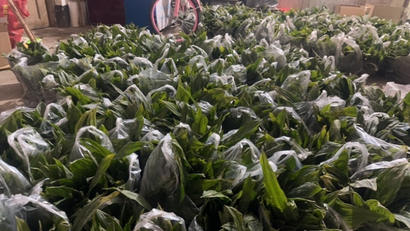 紫花毛慈姑苗，高产品种。大双叶紫花品种。