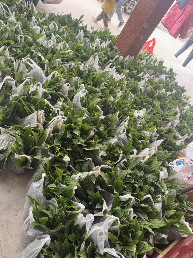 紫花毛慈姑苗，高产品种。大双叶紫花品种。