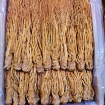 甘肃岷归，水洗黄当归刚加工完，颜色亮，质量好，产地直发