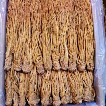 甘肃岷归，水洗黄当归刚加工完，颜色亮，质量好，产地直发