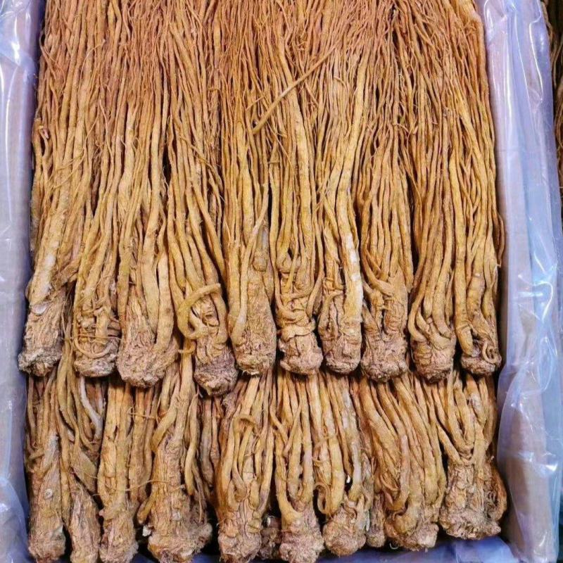 甘肃岷归，水洗黄当归刚加工完，颜色亮，质量好，产地直发